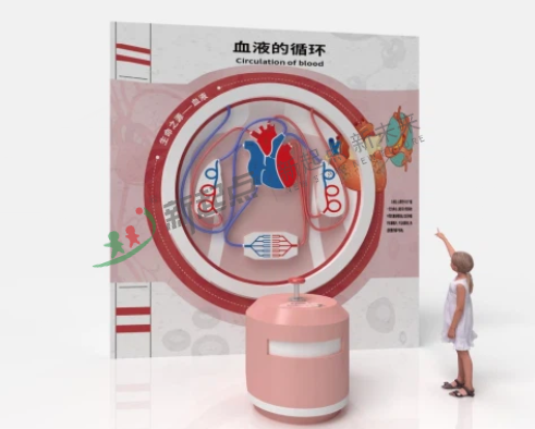 血液的循環(huán)